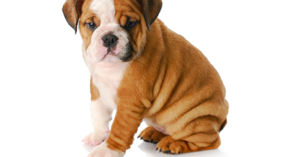 Puppy protected by pet insurance