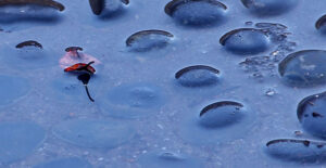Water puddling caused by a flood