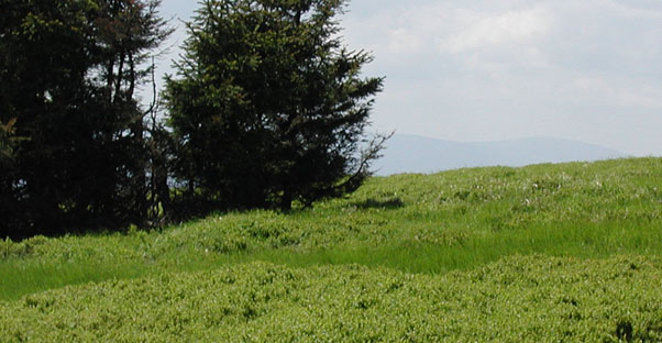 a meadow with pollinating trees can cause a hay fever reaction
