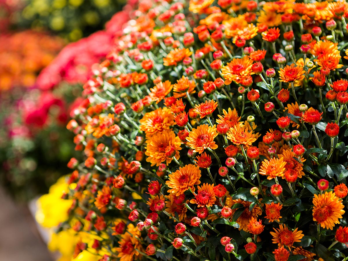 Set Out Mums