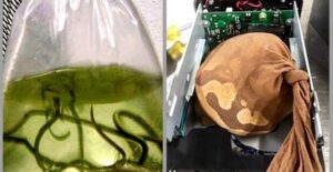Bag of eels and a snake smuggled in a hard drive.