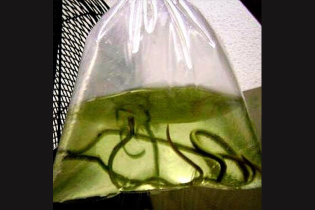Bag of Eels