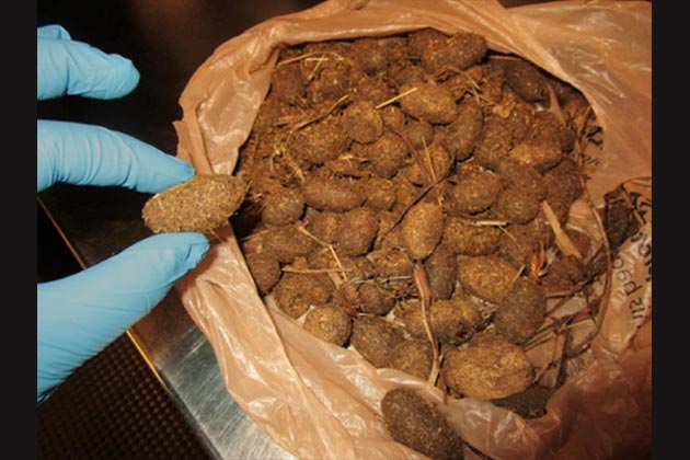 Bag of Moose Droppings
