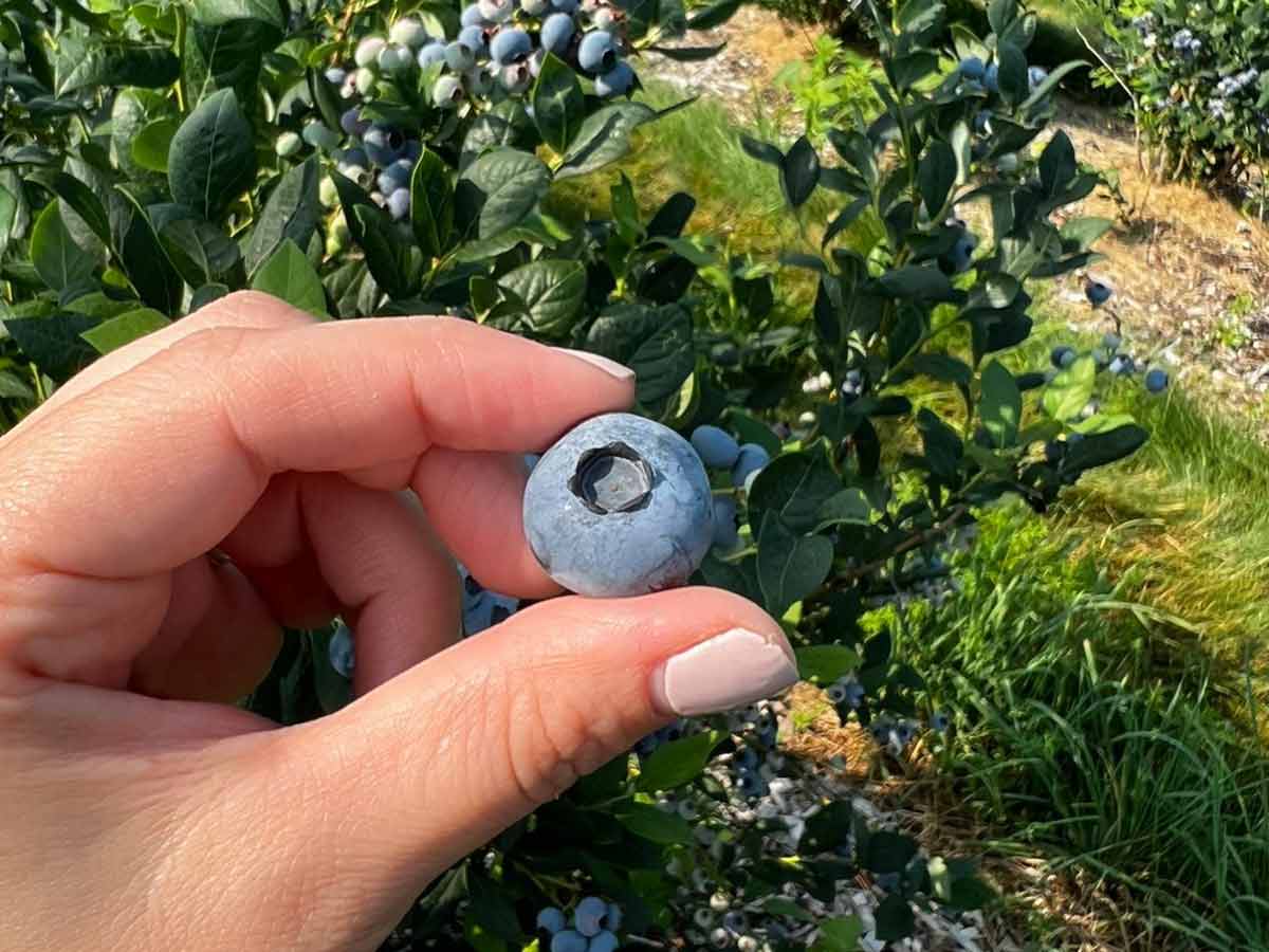9. Pick Your Own Produce at Jones Family Farms