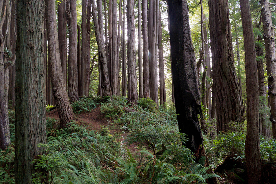 Redwood National and State Parks, California
