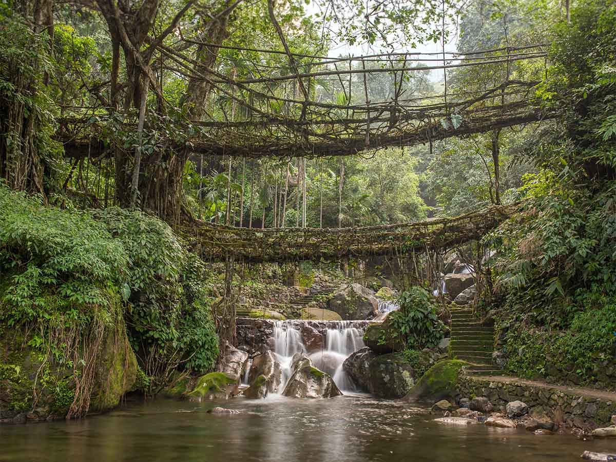 Living Root Bridge