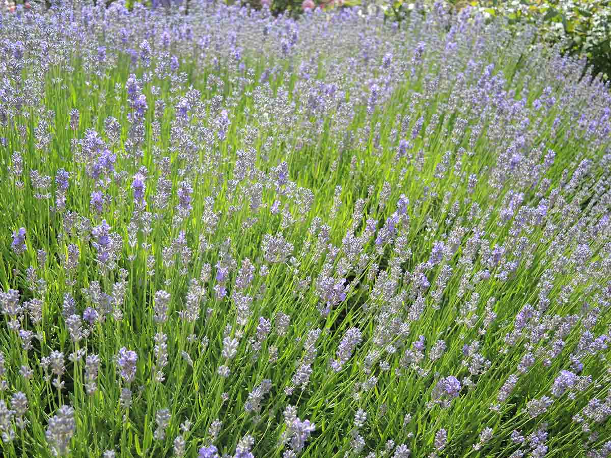 8. Lavender Fields at Warrington Manor