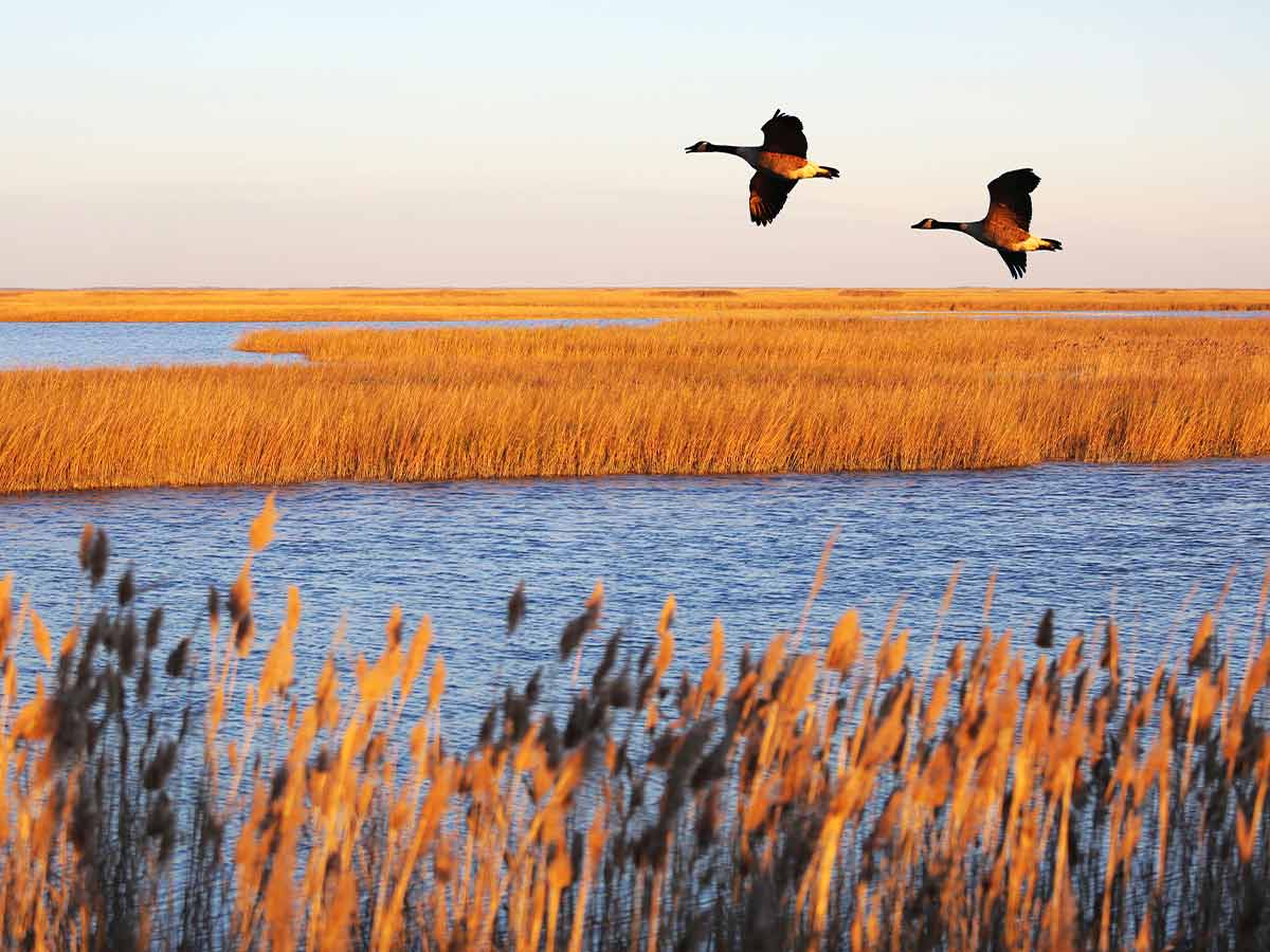 1. Bombay Hook National Wildlife Refuge