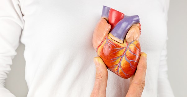 A model of the human heart
