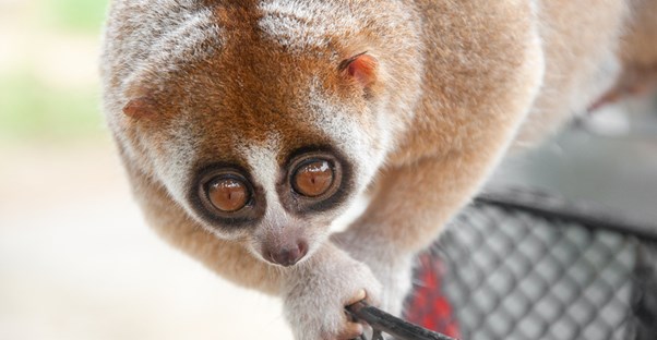 slow loris
