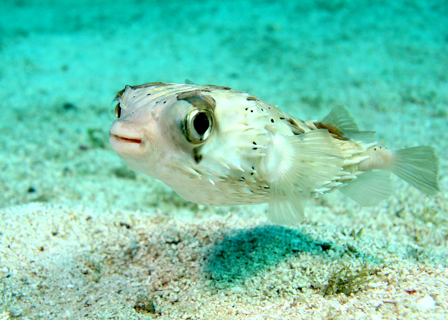 Pufferfish