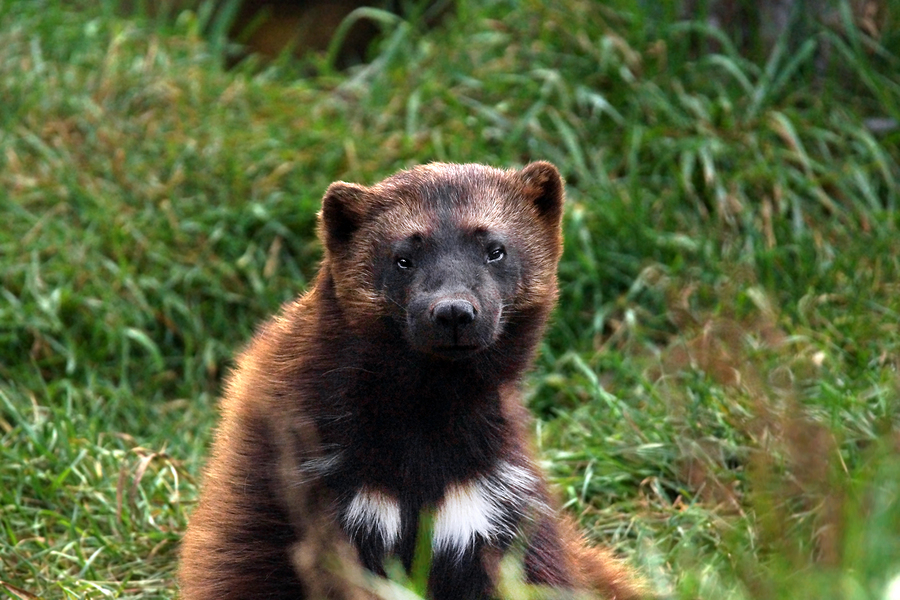 Wolverine