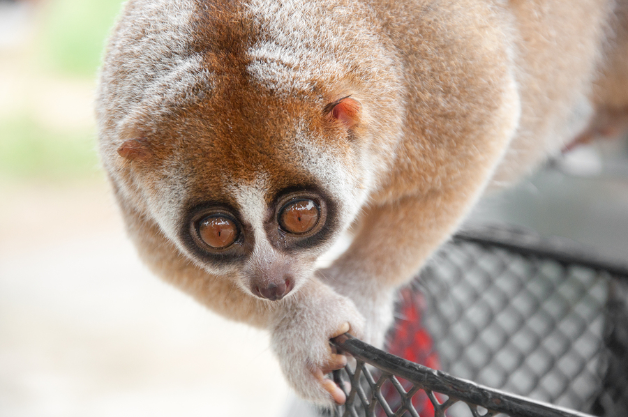 Slow Loris