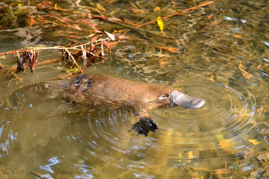 Platypus