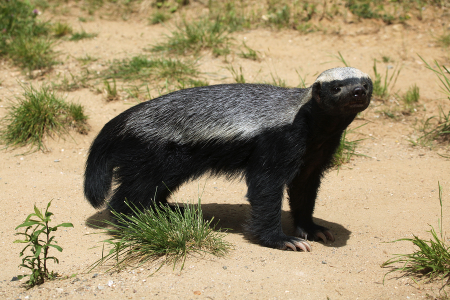 Honey Badger