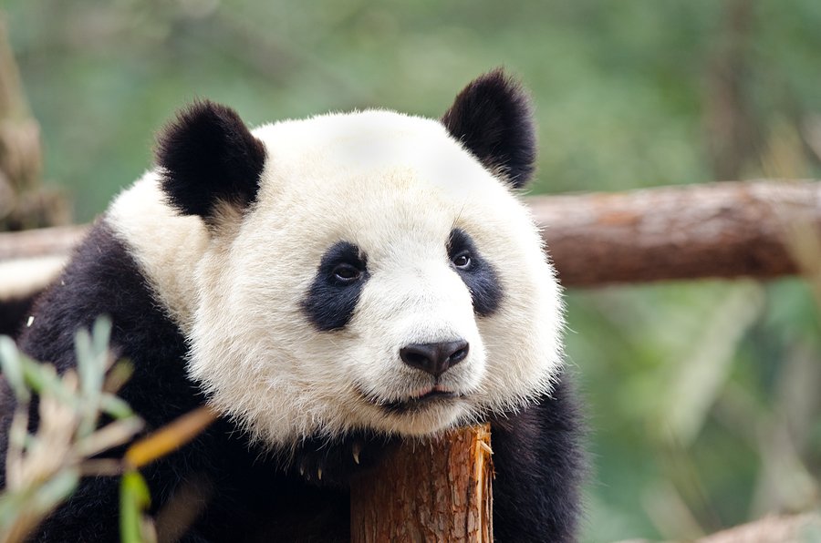 Giant Panda
