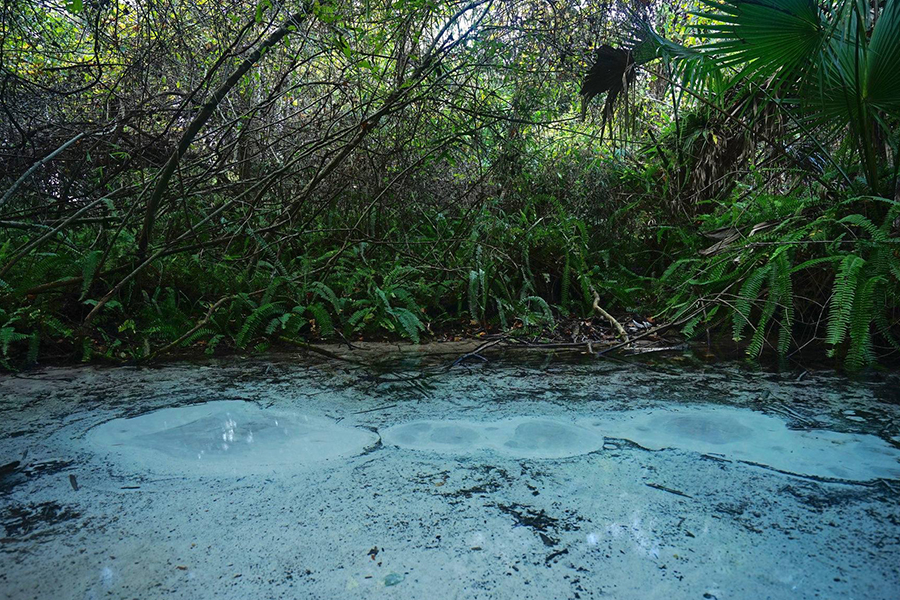 9. Rock Springs at Kelly Park