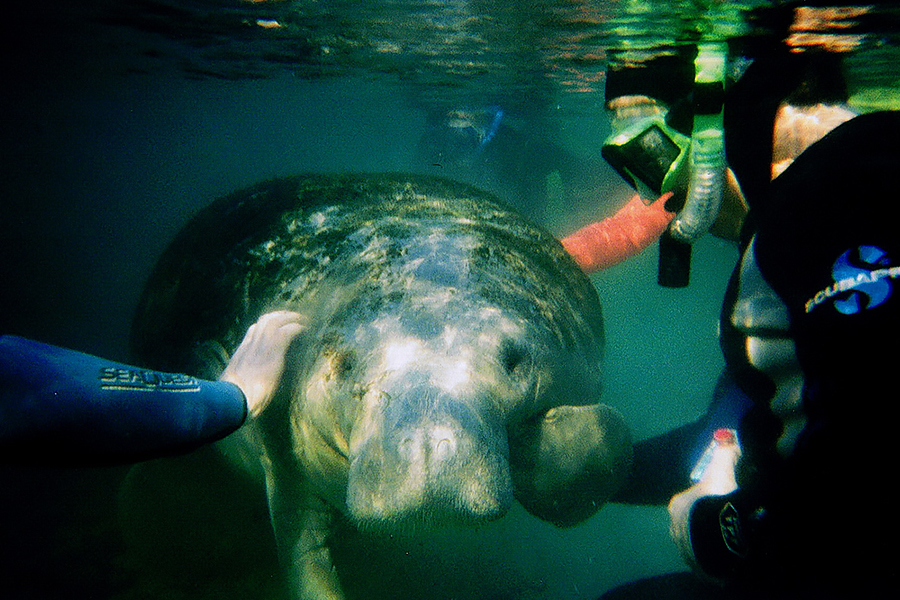 6. Meet a Manatee
