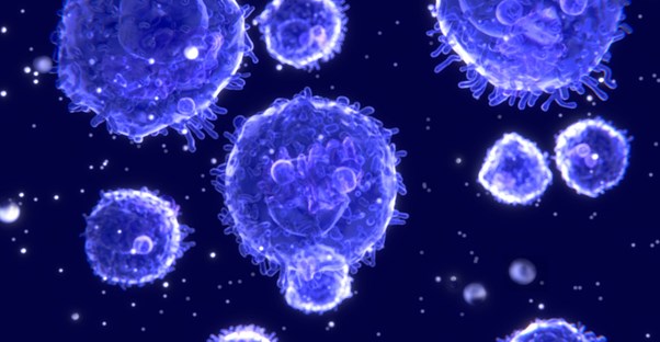 The immune system in action