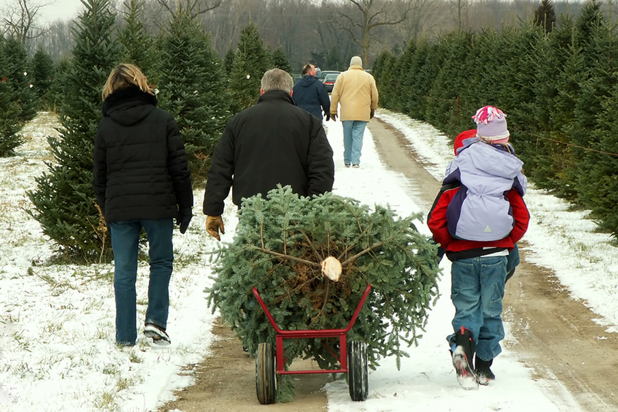 Cut your own tree.