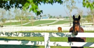 At the Kentucky Horse Park, you can learn about the long history of horse racing in the state.