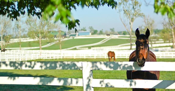 At the Kentucky Horse Park, you can learn about the long history of horse racing in the state.