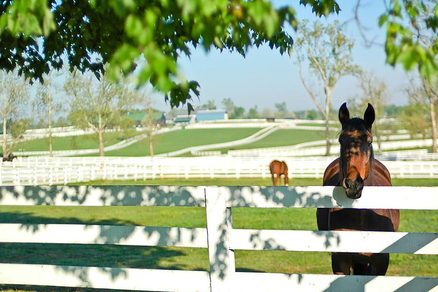 1. Kentucky Horse Park