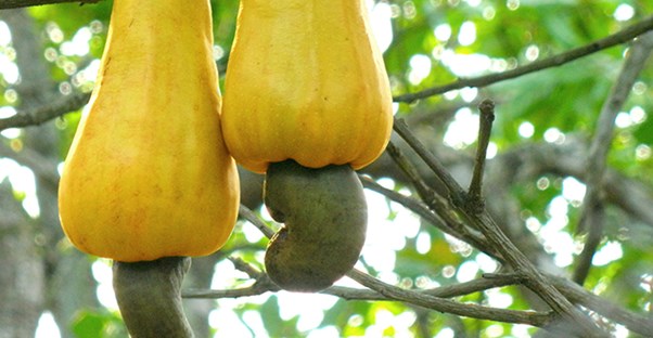 Cashews are a surprisingly dangerous food in their raw state.