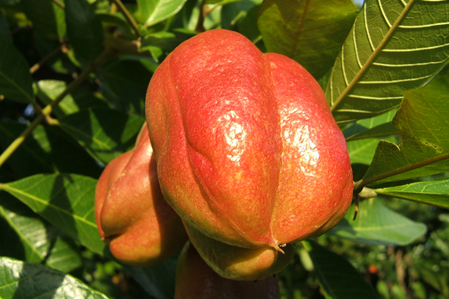 Ackee