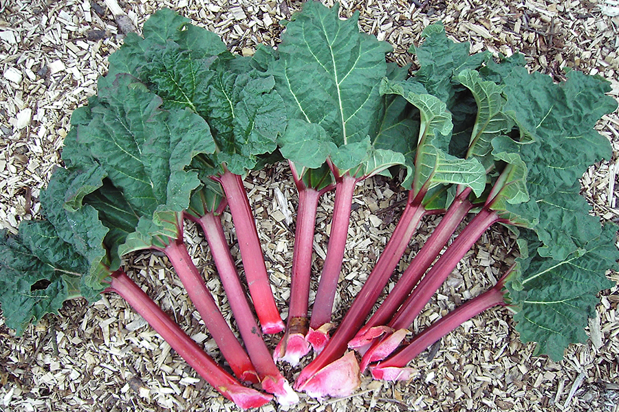 Rhubarb