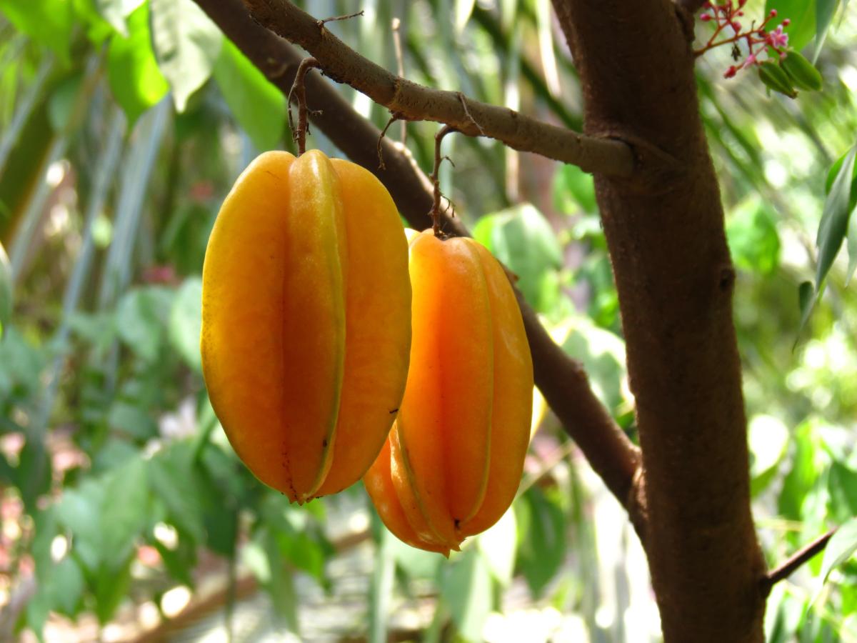 Starfruit