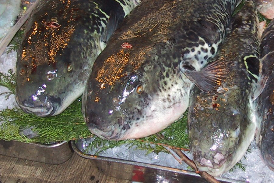 Fugu