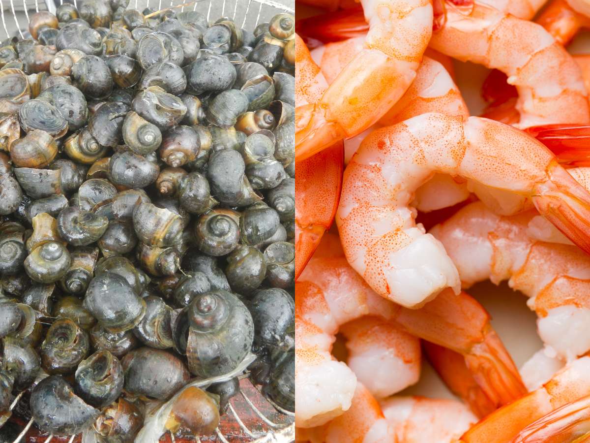 Shellfish