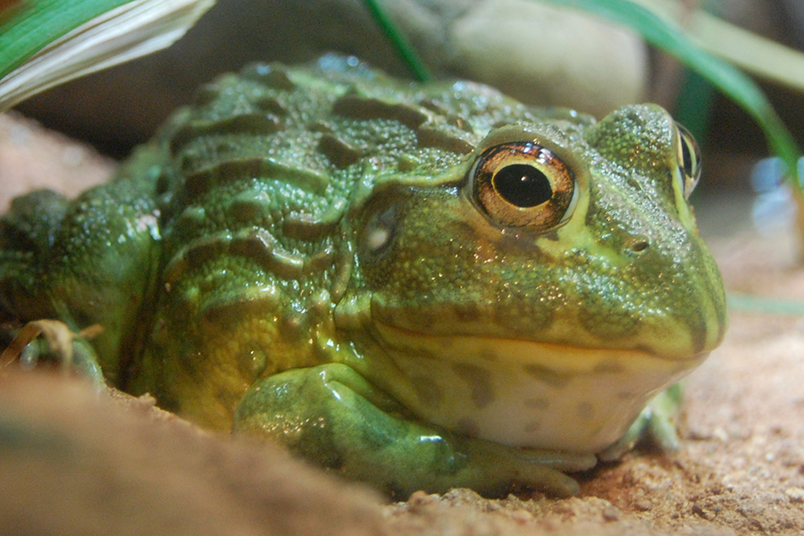 African Bullfrog