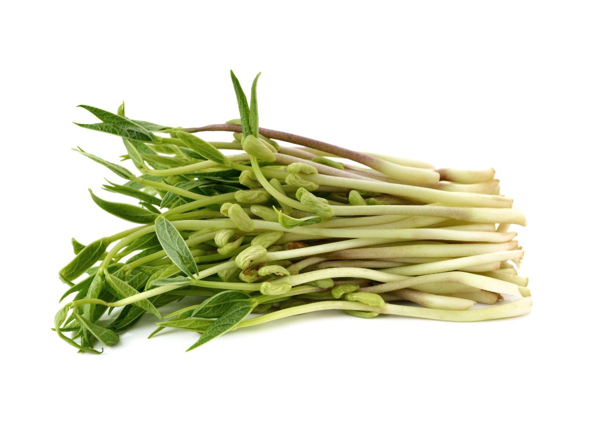 Raw Bean Sprouts