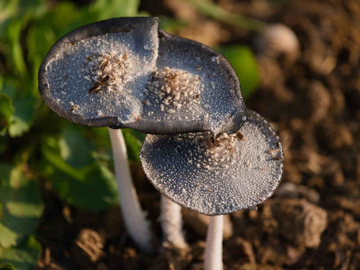 Wild Mushrooms