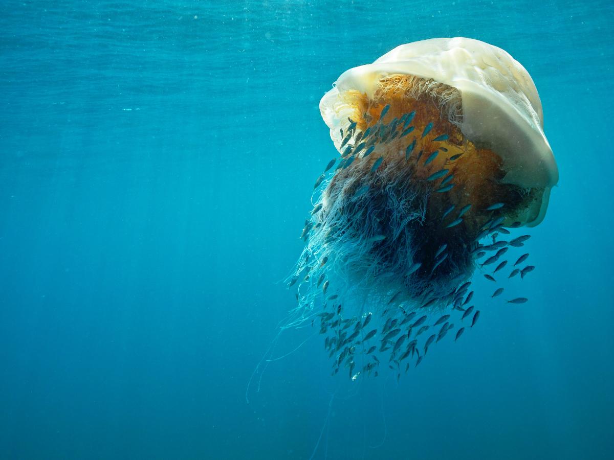Nomura’s Jellyfish