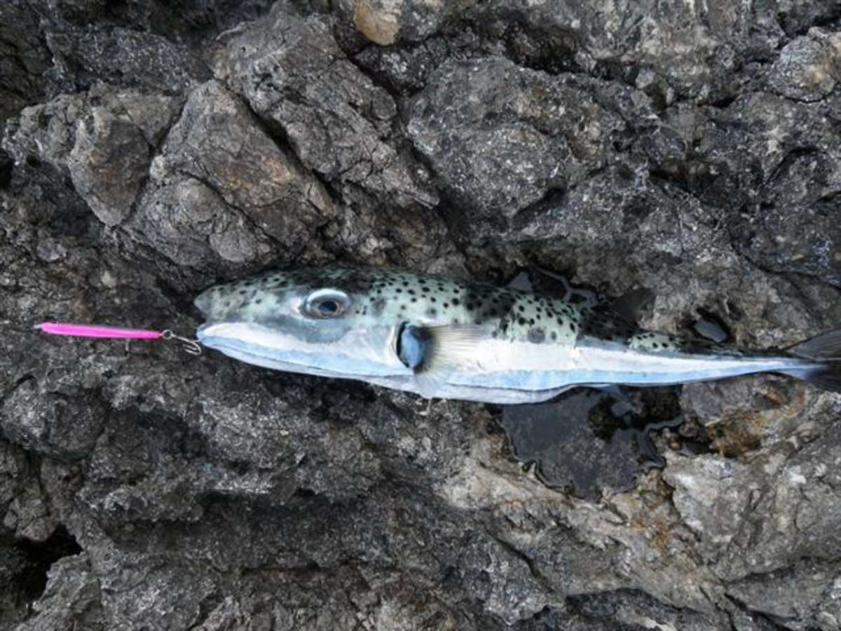 Silver Stripe Blaasop