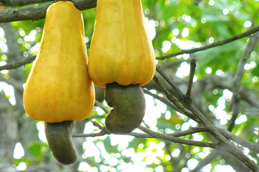 Cashews