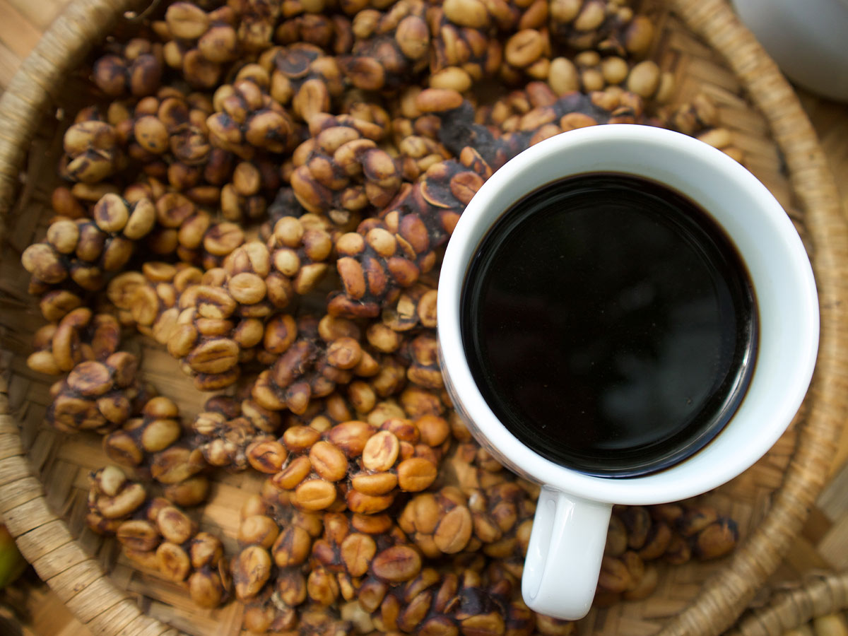 Kopi Luwak - $100