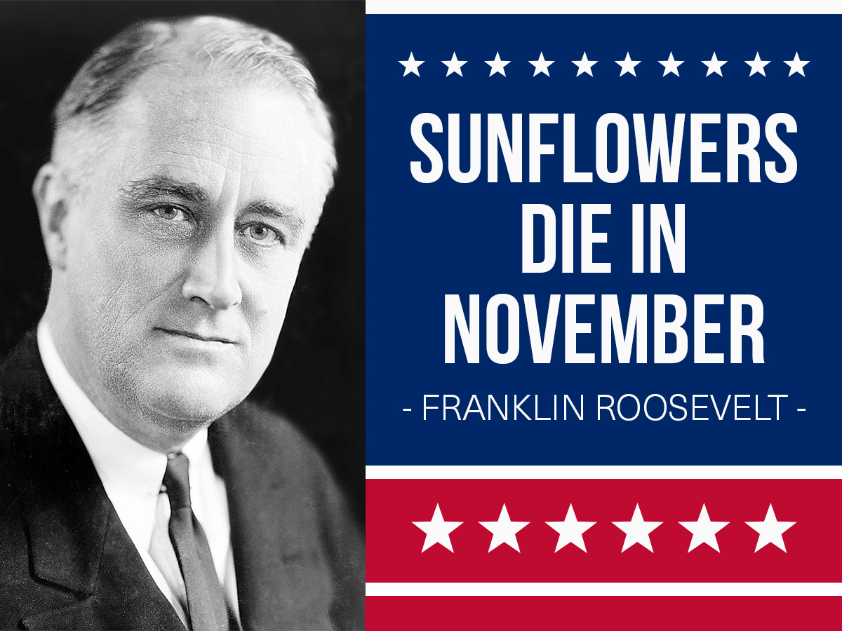 "Sunflowers Die in November"