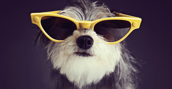 Dog wearing yellow sunglasses