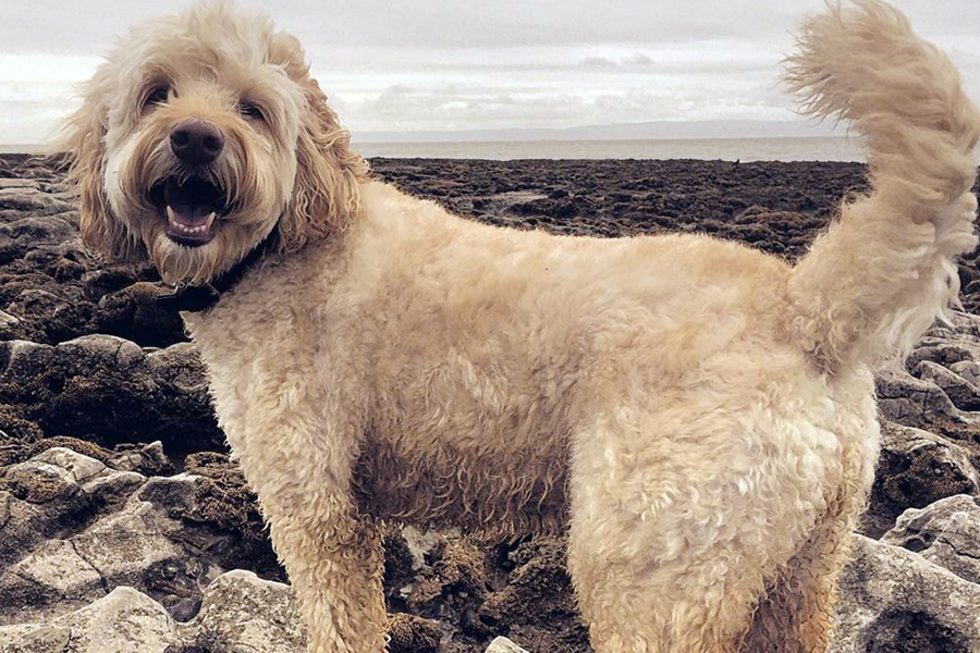 Labradoodle
