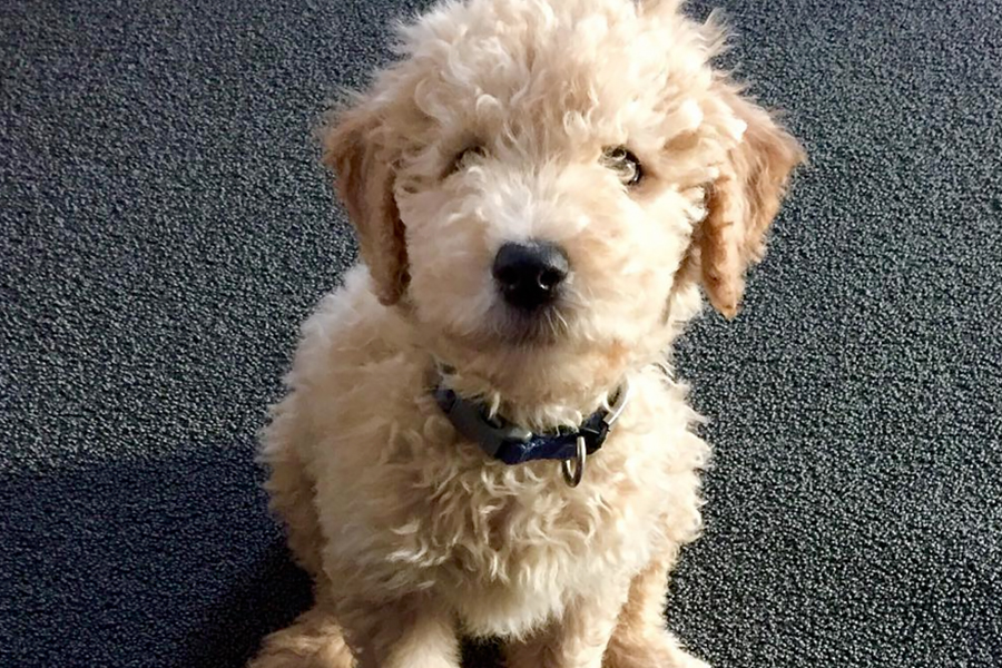 Goldendoodle