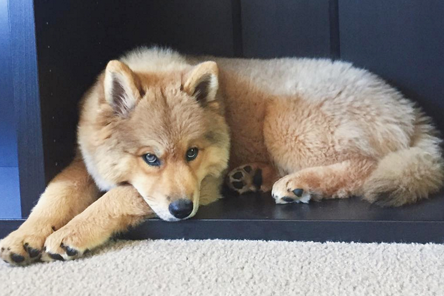 Chusky/Chowski