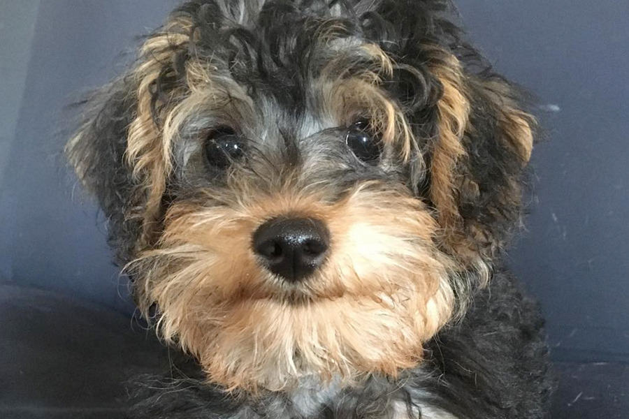 Yorkipoo