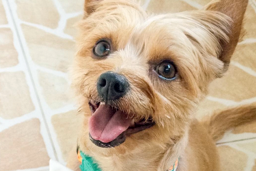 Chorkie