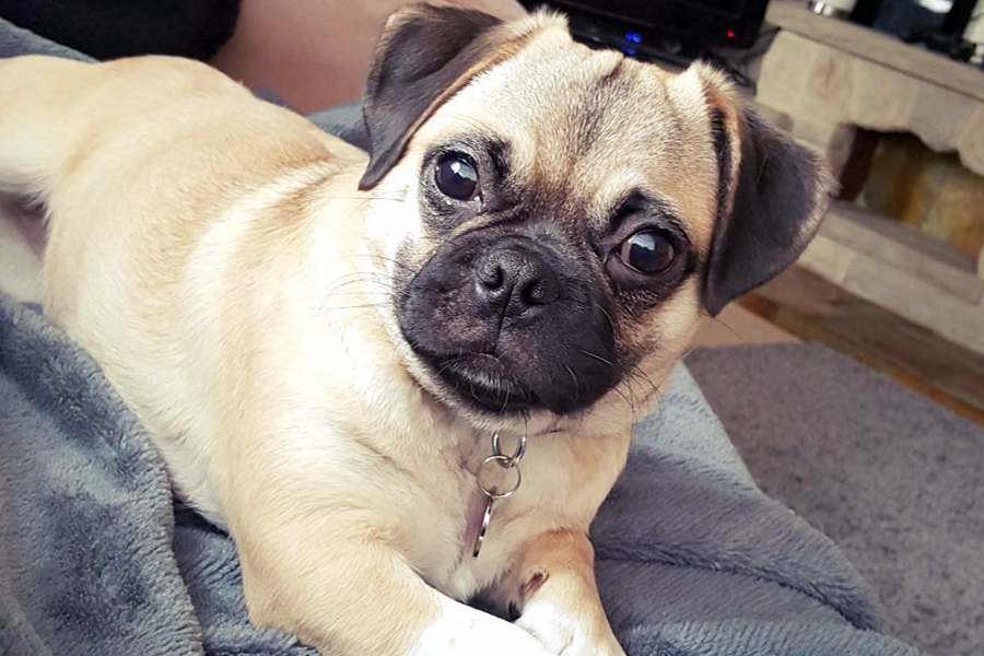 Puggle