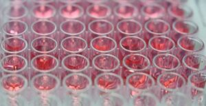 Stem cell samples