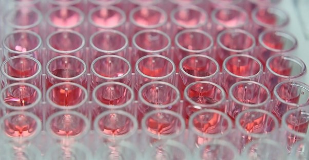 Stem cell samples